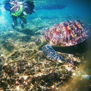 Apo Island in Dumaguete.